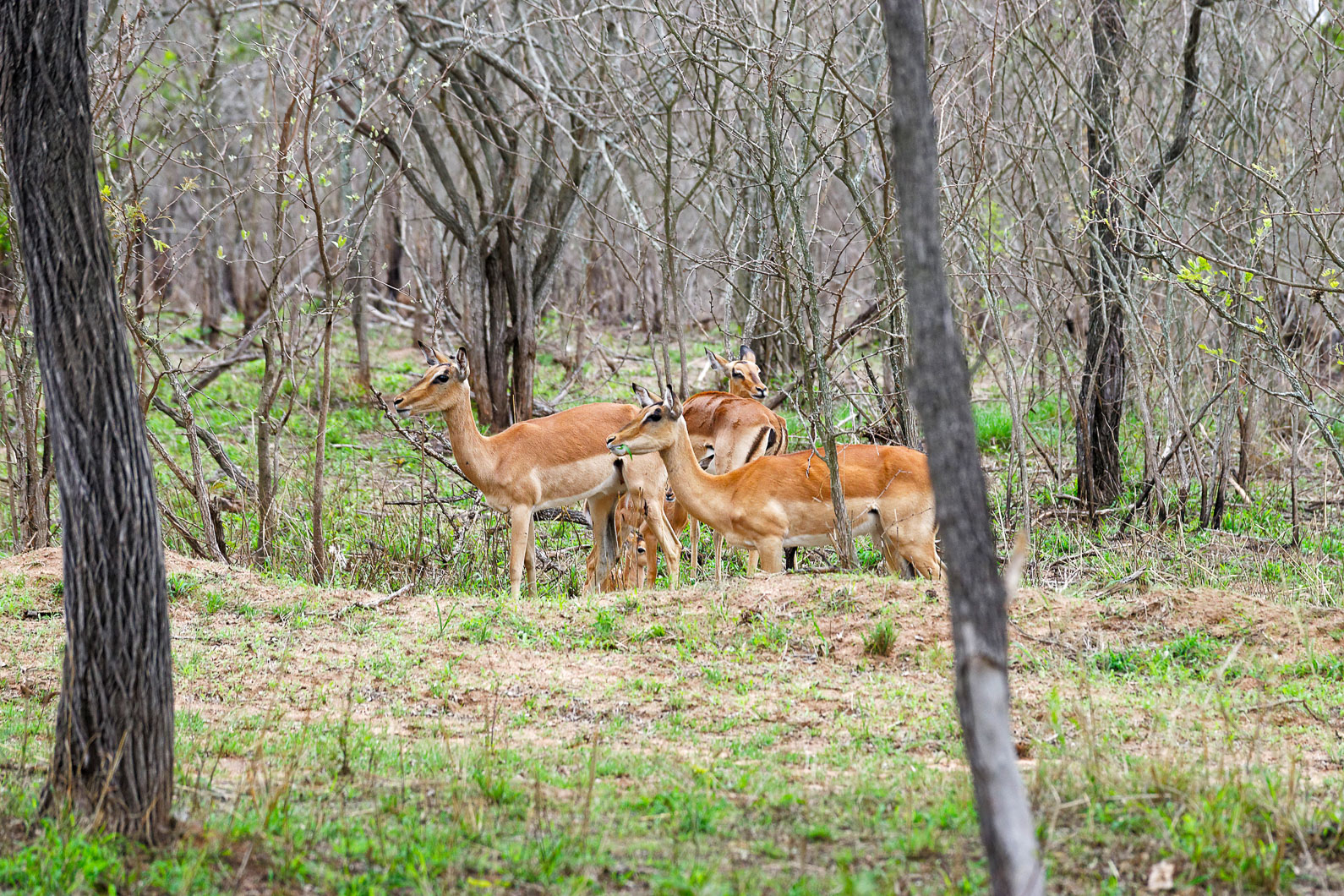 20161113 162750 Impalas